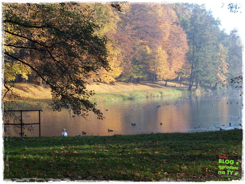 Park Miejski w Nysie zogrodemnaty64