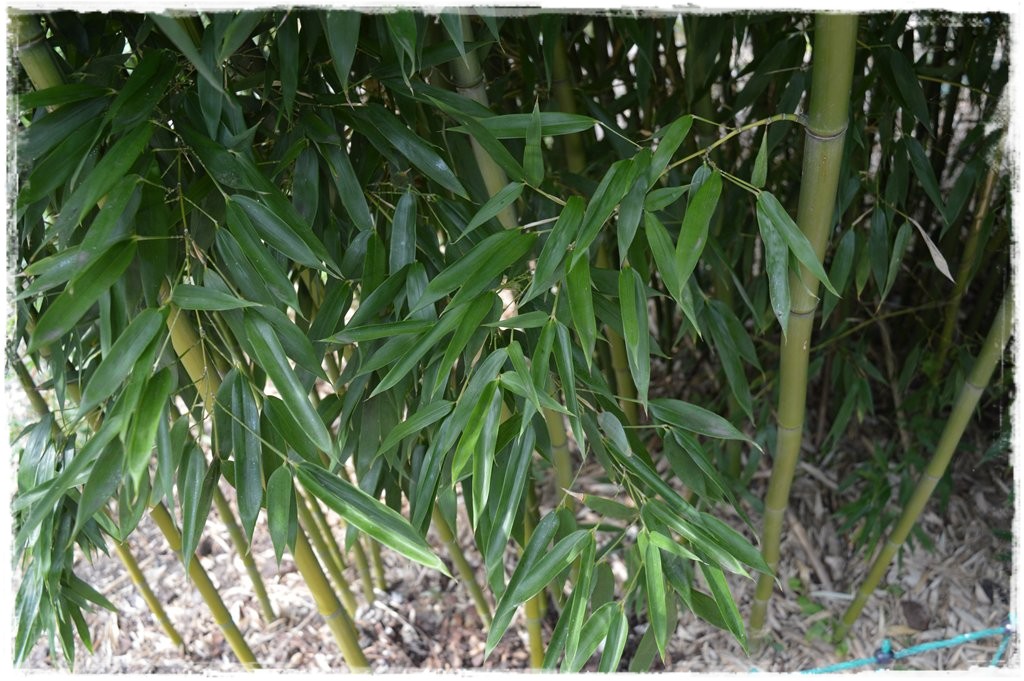 bambus-bisseta-zielony-phyllostachys-bissetii