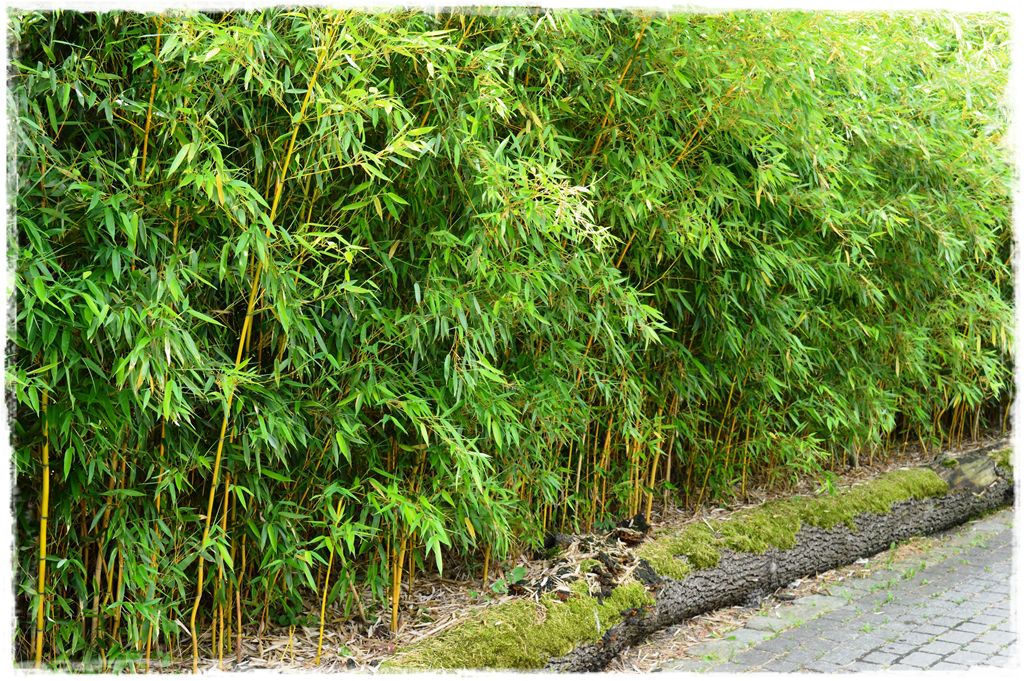 bambus-ogrodowy-zoo-opole-fylostachys-spectabilis-zywoplot