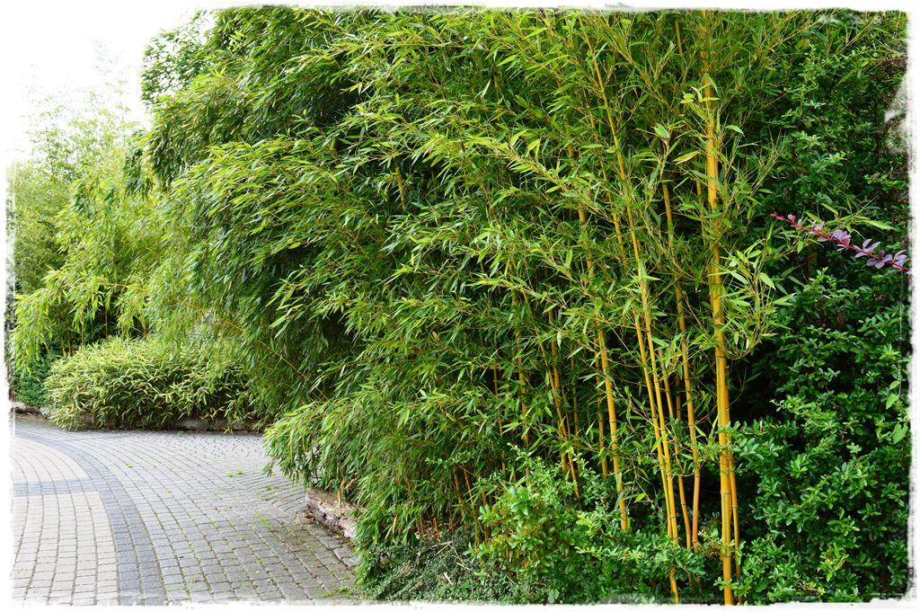 bambus-ogrodowy-zoo-opole-fylostachys-spectabilis
