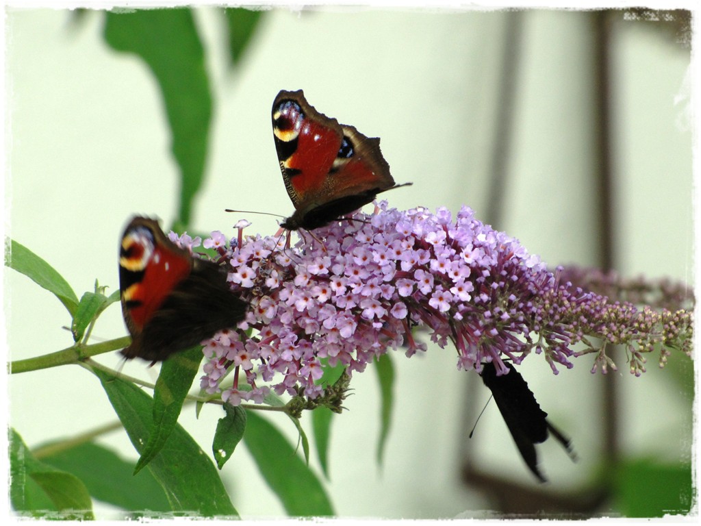 motyle w ogrodzie zogrodemnaty15