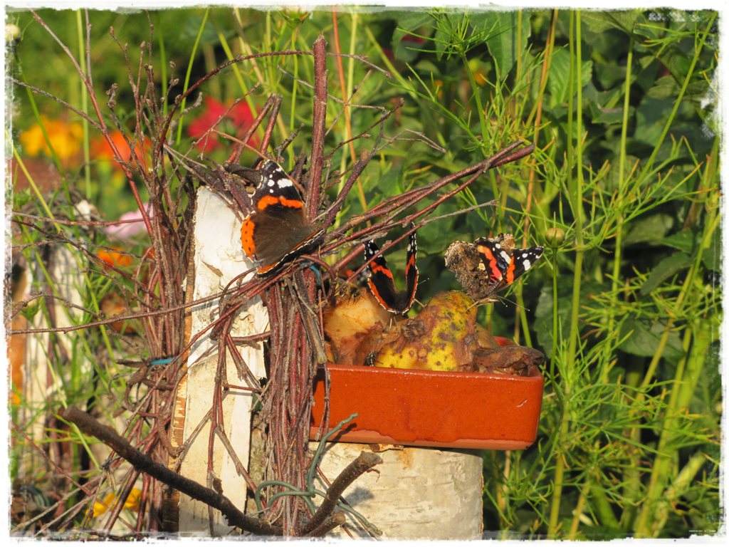 motyle w ogrodzie zogrodemnaty27