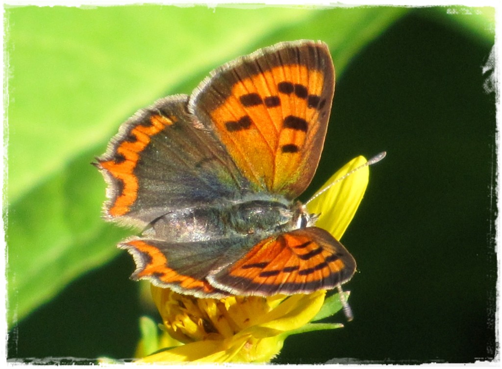 motyle w ogrodzie zogrodemnaty30