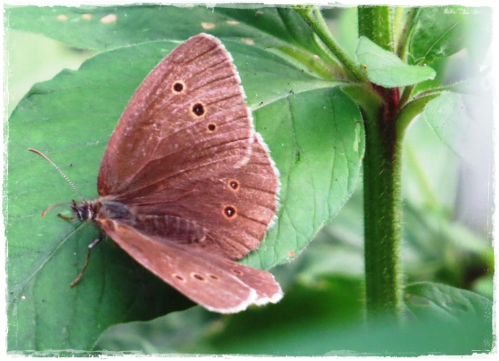 motyle w ogrodzie zogrodemnaty8