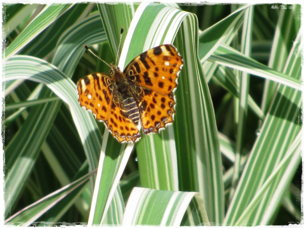 motyle w ogrodzie zogrodemnaty9