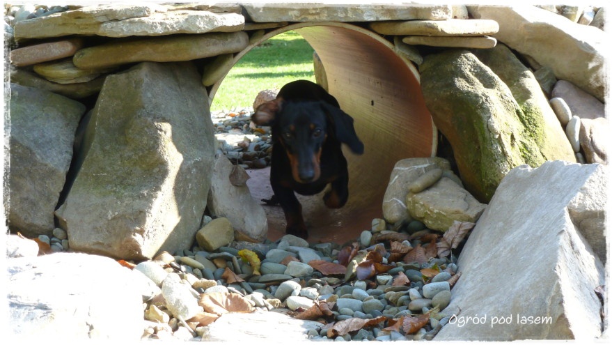 Ogrodowy tunel do zabawy dla psa zogrodemnaty3