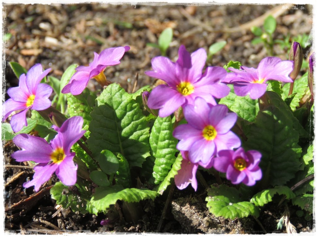 kwiaty kwitnące wczesną wiosną zogrodemnaty10 pierwiosnek gruziński