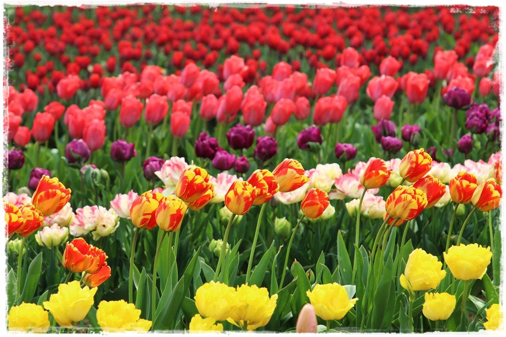 kolory wiosny w ogrodzie zogrodemnaty1