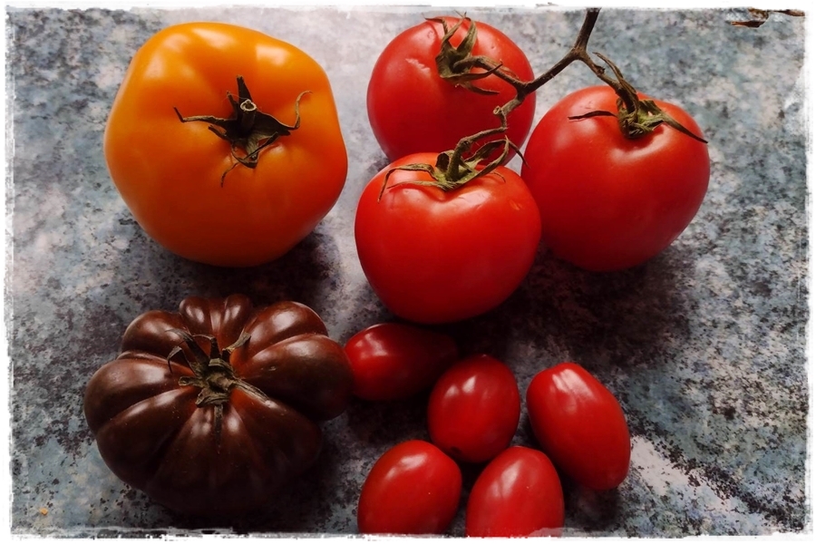 Jak uprawiac pomidory 1a