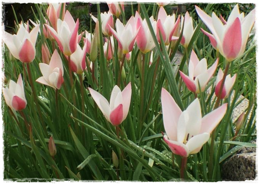 tulipany 16