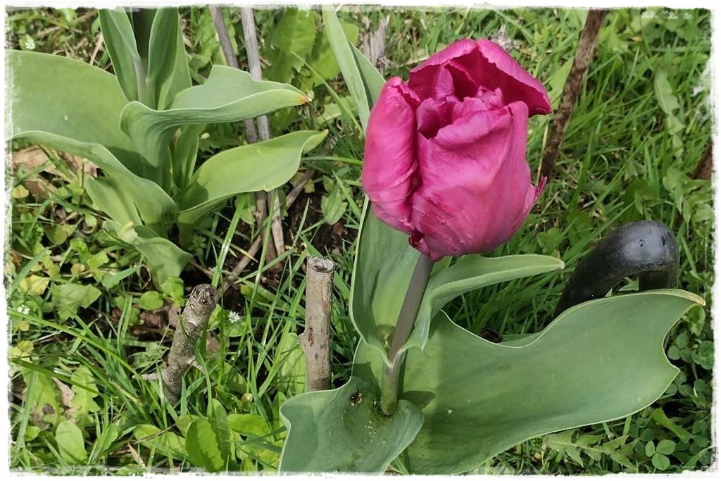 tulipany 35