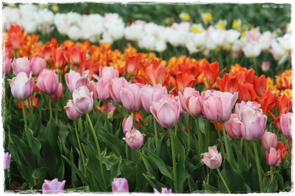 tulipany 8