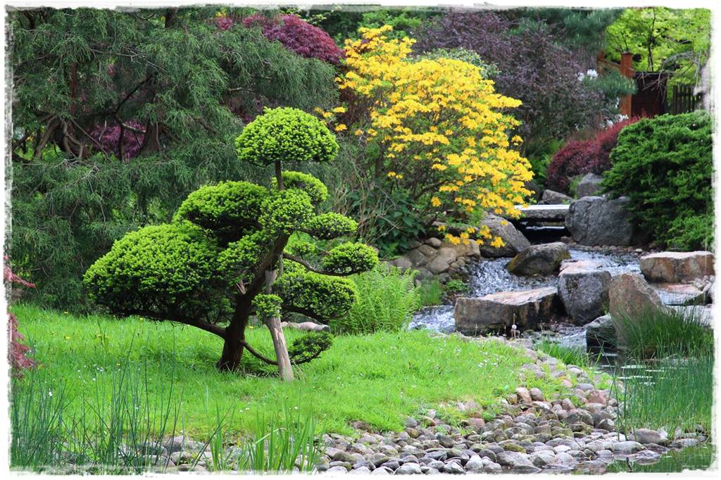 Ogród japoński 12