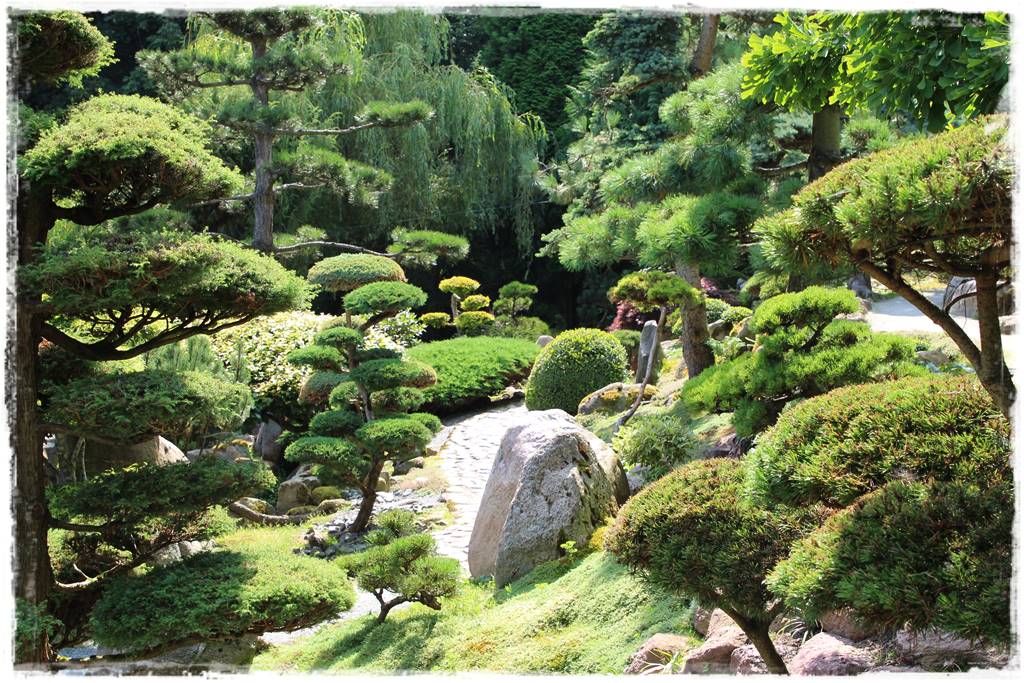 Ogród japoński 14