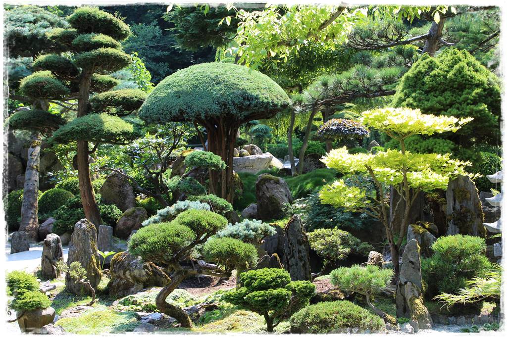 Ogród japoński 15