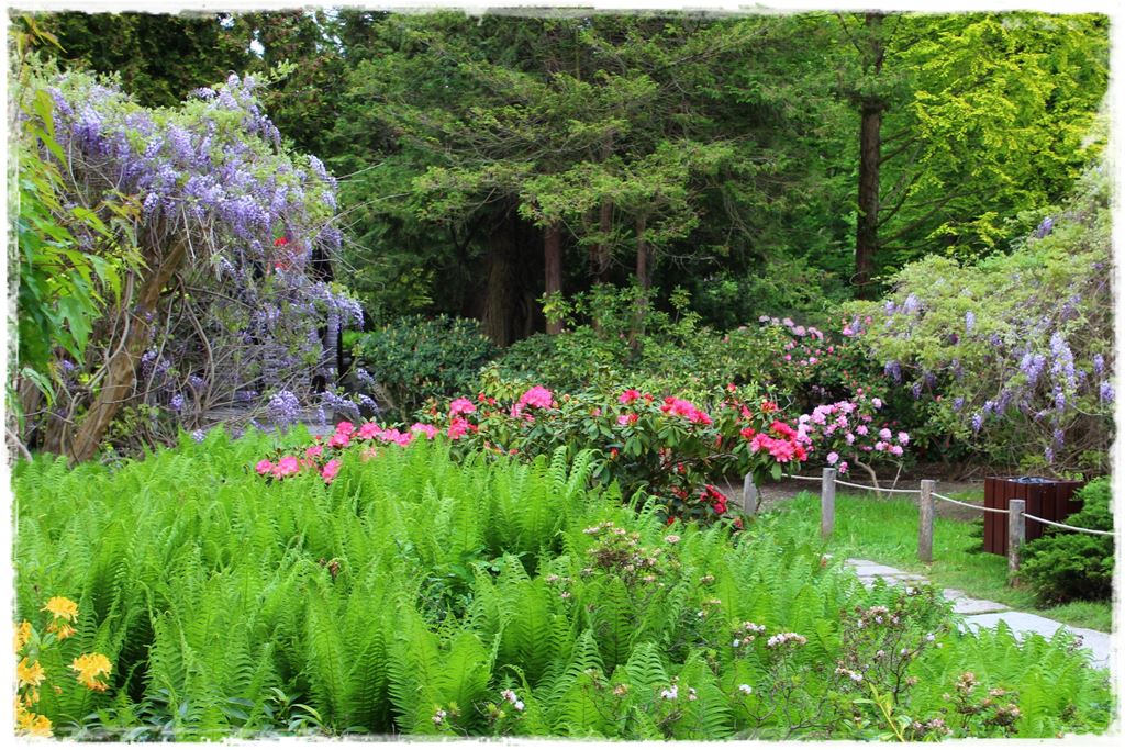 Ogród japoński 31