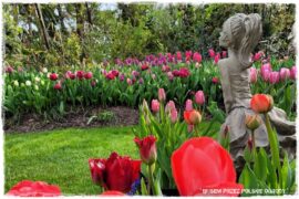Tulipanowy ogród 1