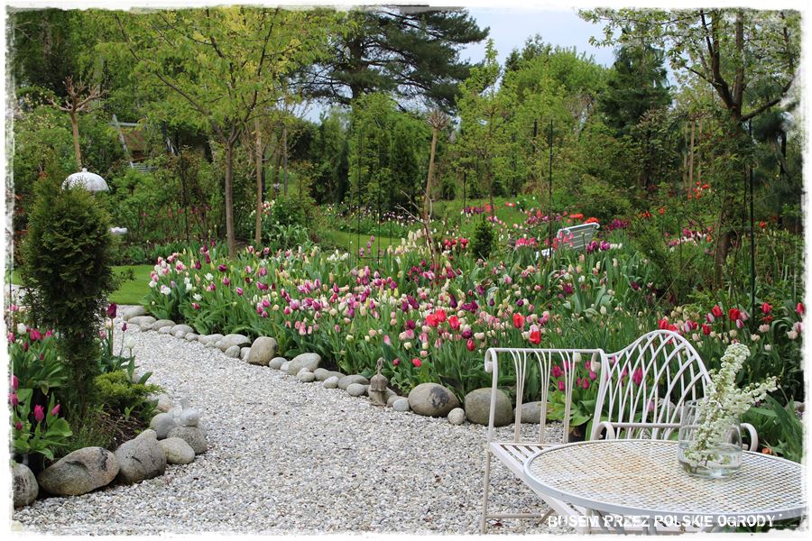 Tulipanowy ogród 11