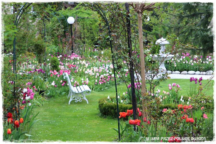 Tulipanowy ogród 12