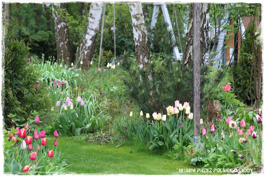 Tulipanowy ogród 15