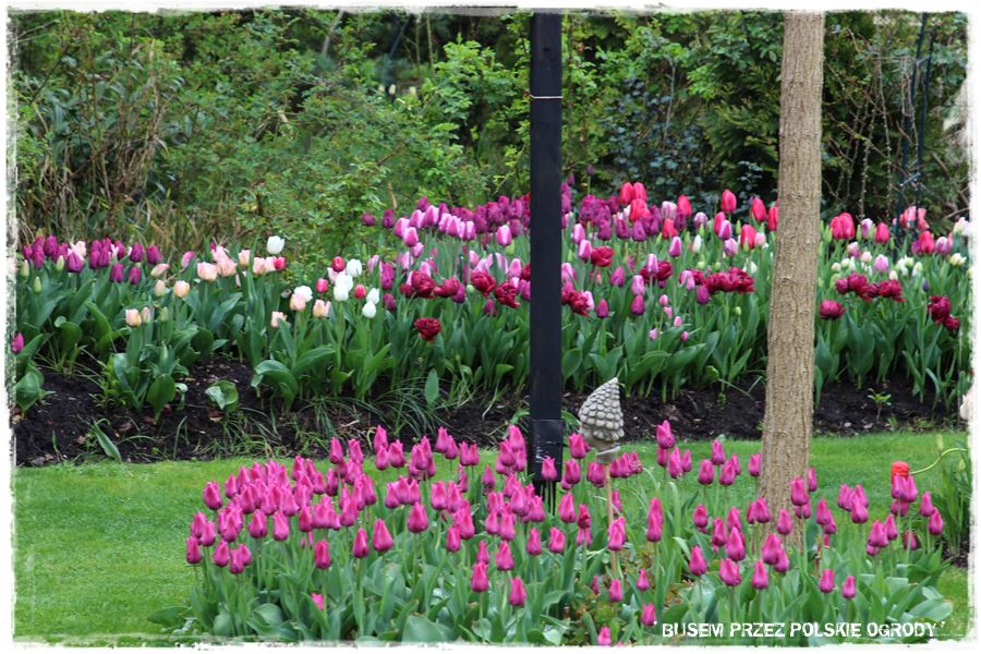 Tulipanowy ogród 2