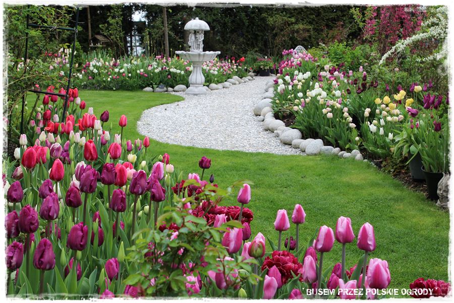Tulipanowy ogród 21