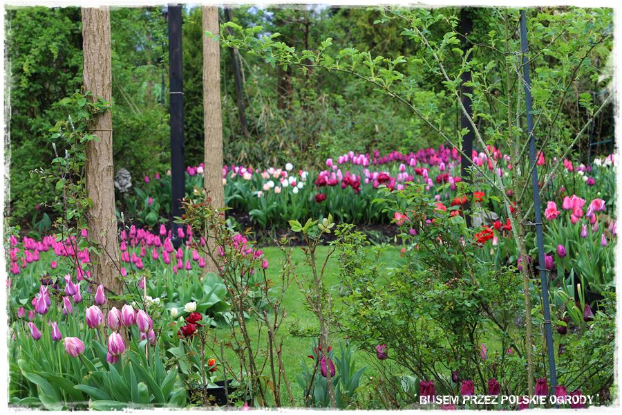 Tulipanowy ogród 22