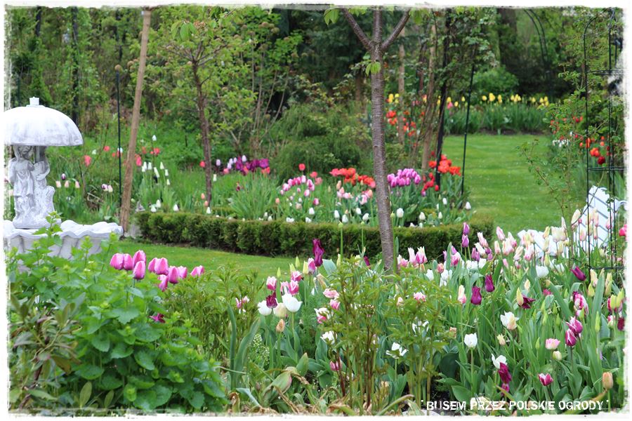 Tulipanowy ogród 25