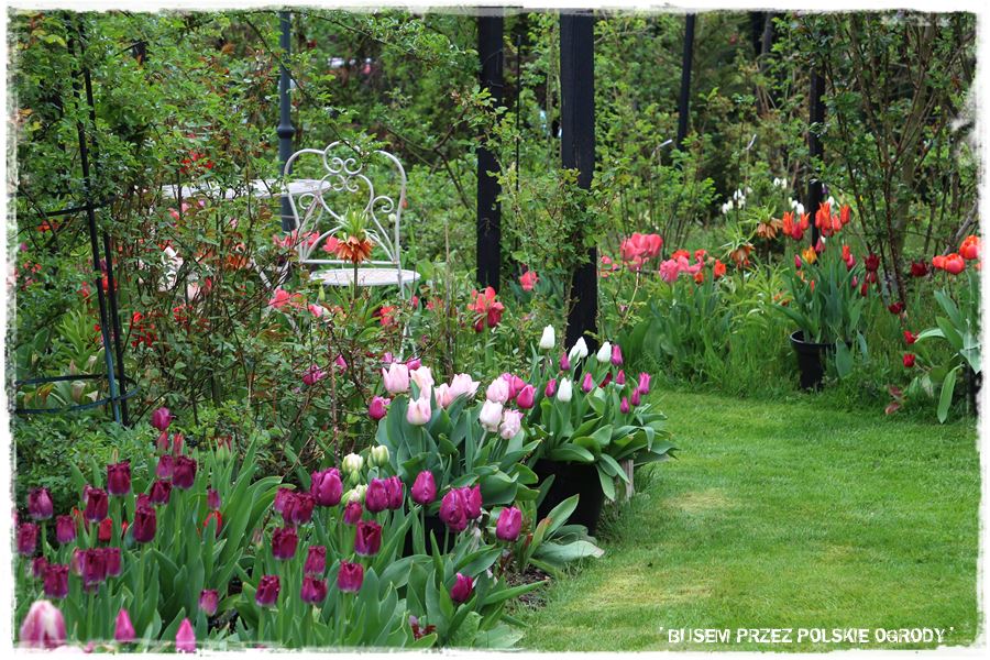 Tulipanowy ogród 26