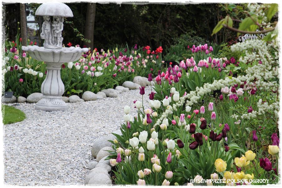 Tulipanowy ogród 27