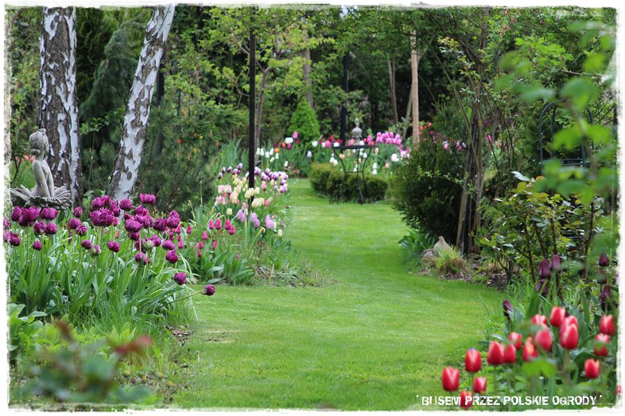 Tulipanowy ogród 28