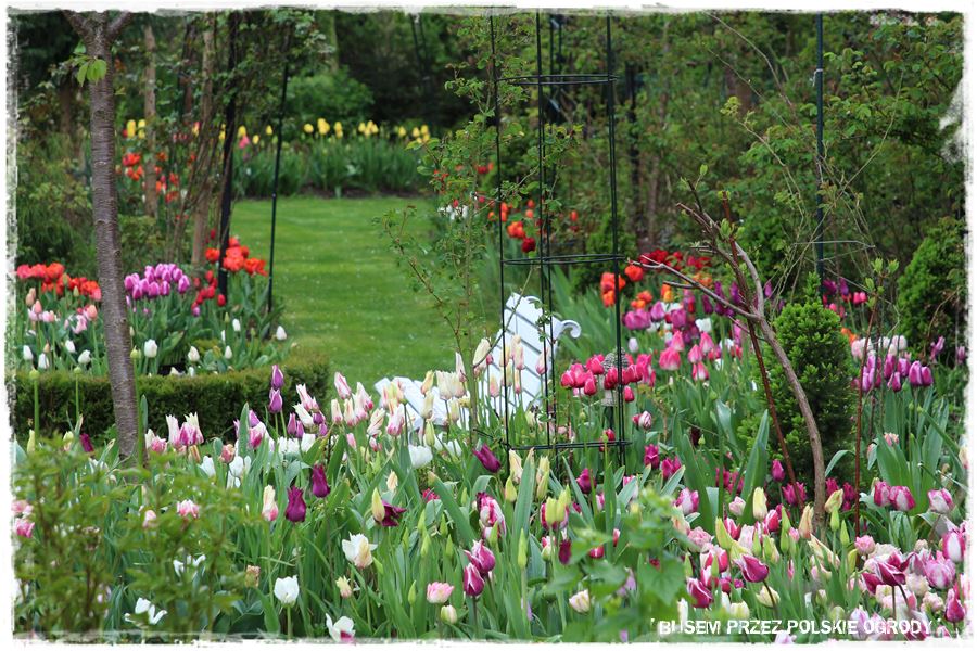 Tulipanowy ogród 29