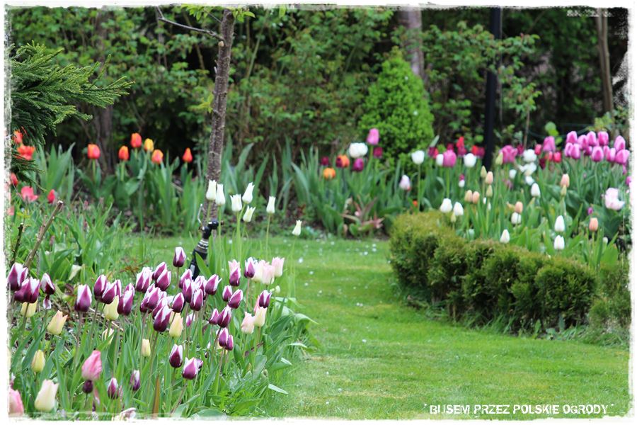 Tulipanowy ogród 31