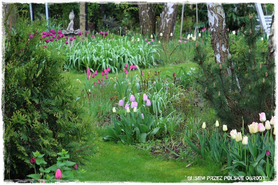 Tulipanowy ogród 31a