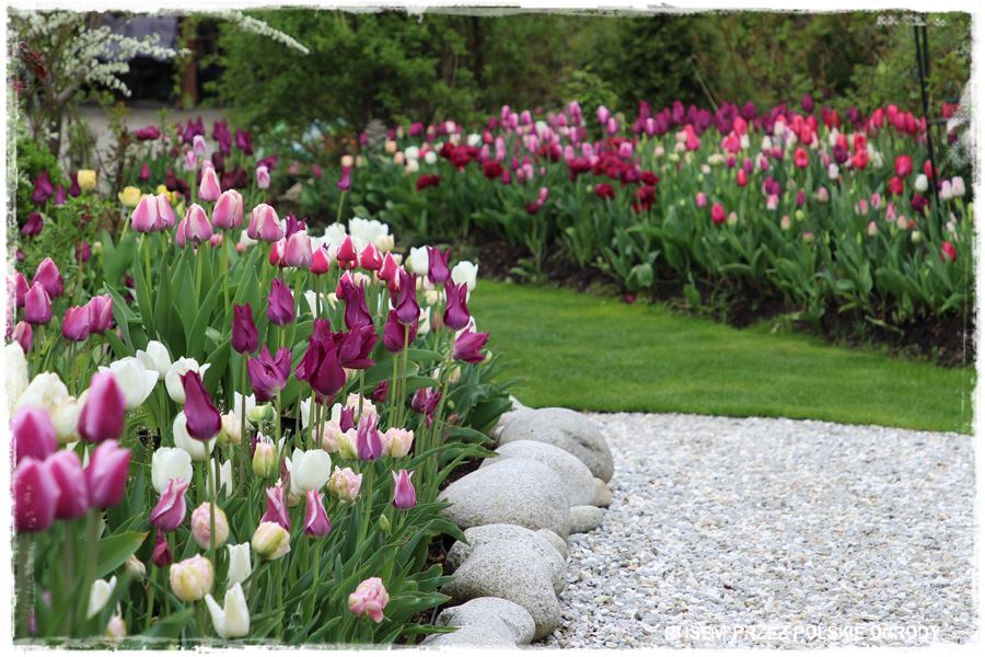 Tulipanowy ogród 32