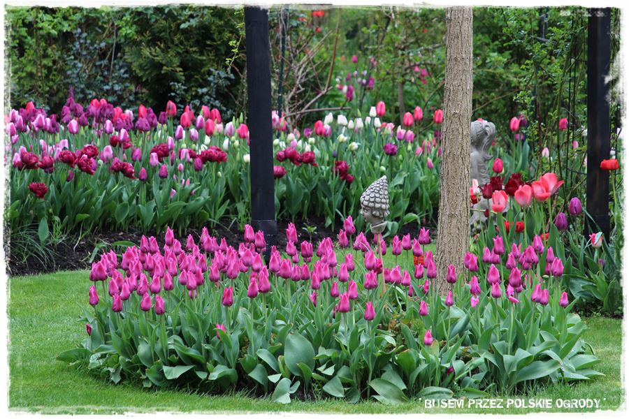 Tulipanowy ogród 33