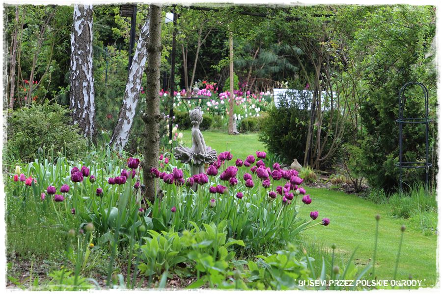 Tulipanowy ogród 34