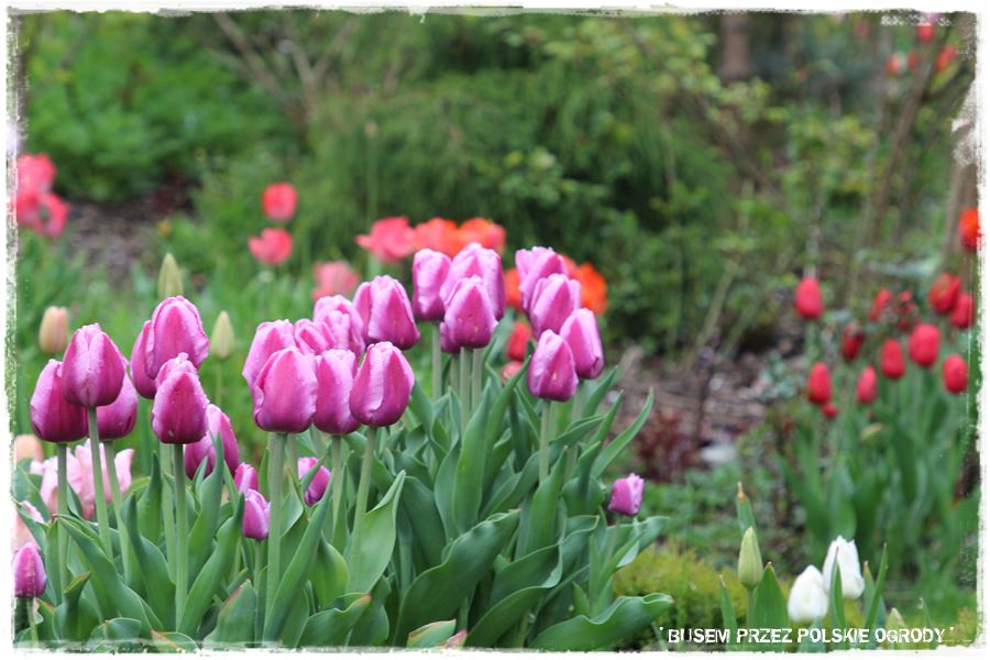 Tulipanowy ogród 35