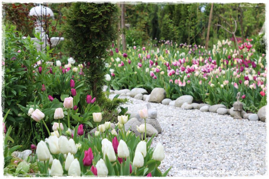 Tulipanowy ogród 35a