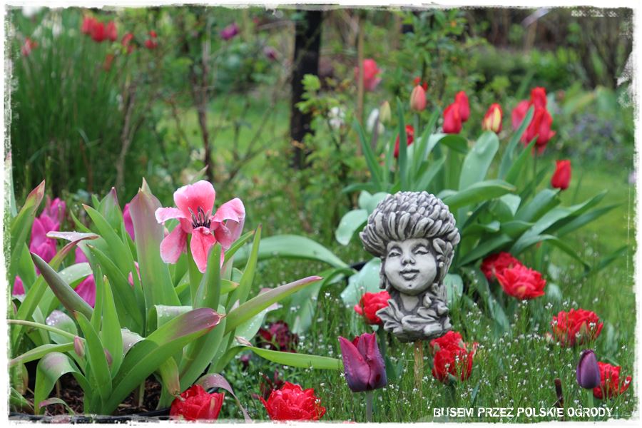 Tulipanowy ogród 36