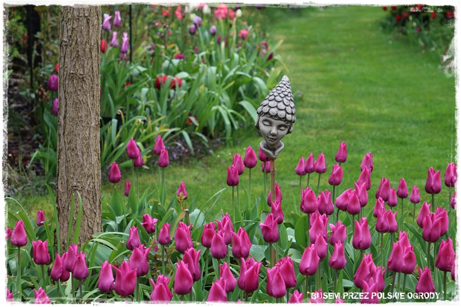 Tulipanowy ogród 39