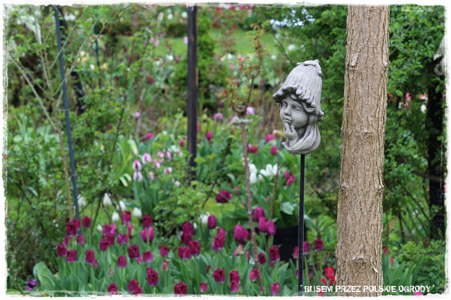 Tulipanowy ogród 41