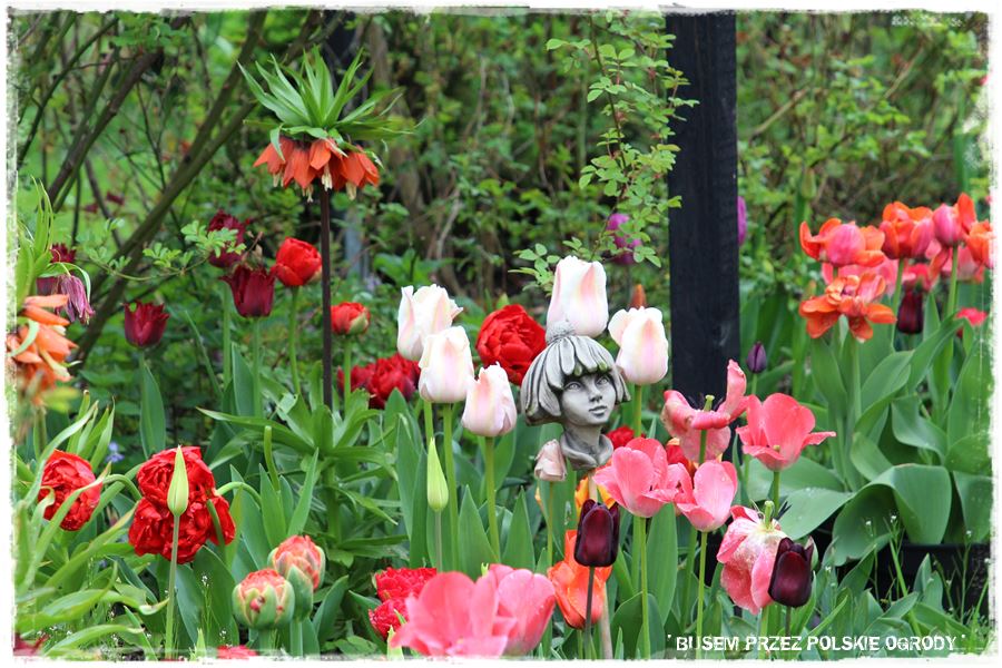 Tulipanowy ogród 44