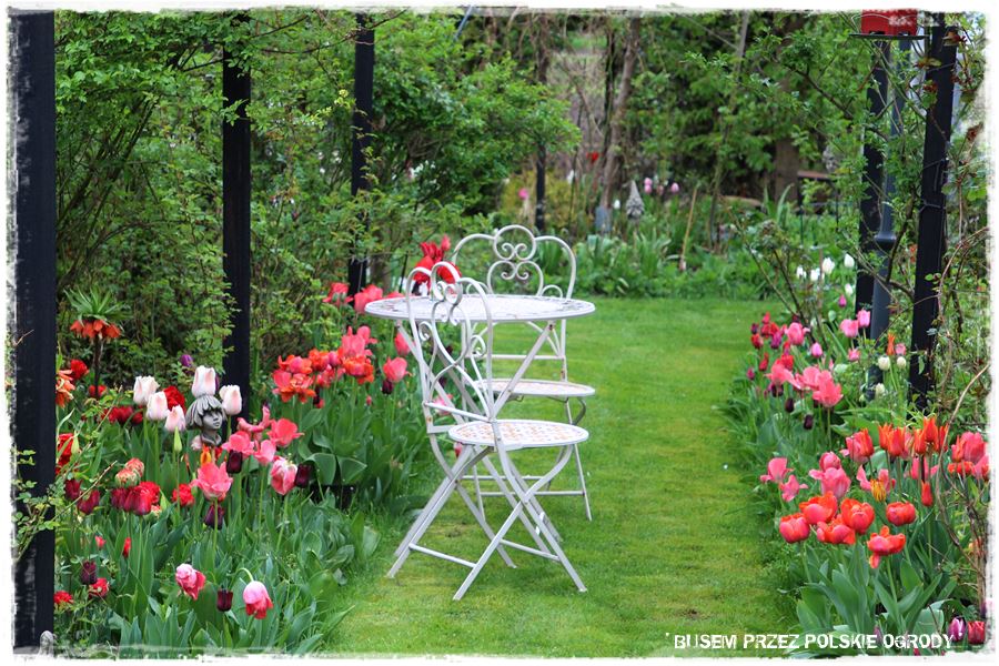 Tulipanowy ogród 47