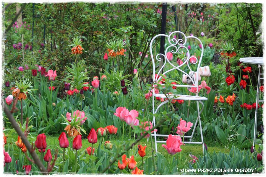 Tulipanowy ogród 48