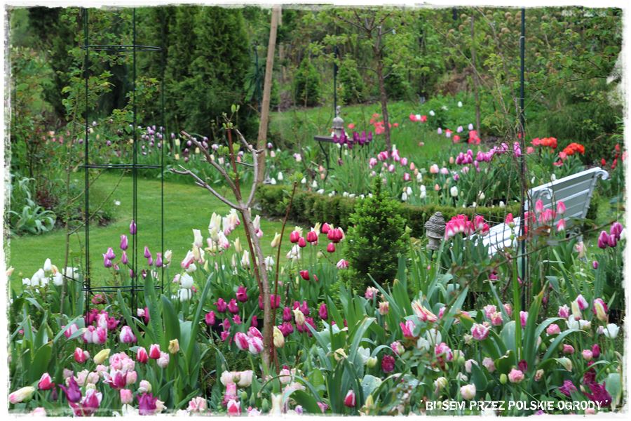 Tulipanowy ogród 49