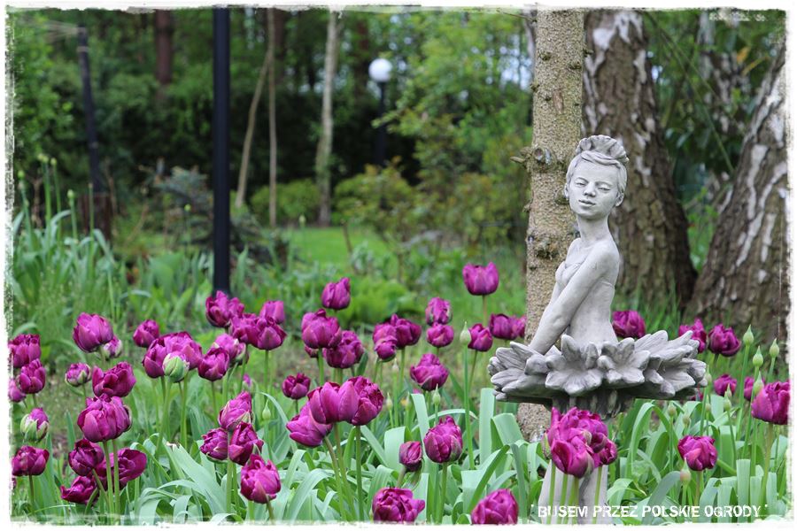 Tulipanowy ogród 5