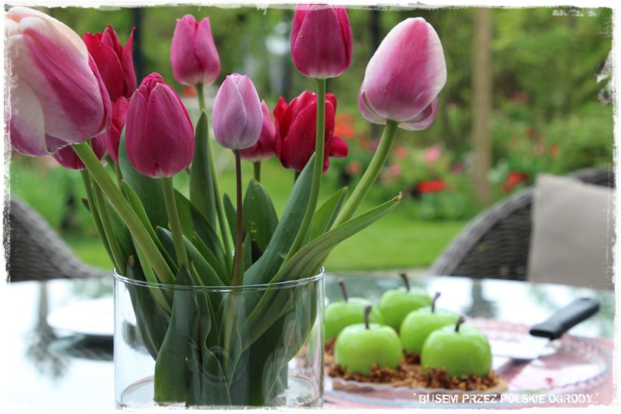 Tulipanowy ogród 53