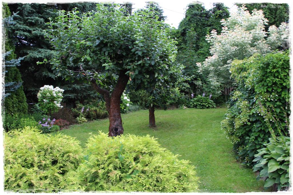 Drzewa owocowe w ogrodzie aranżacje 113