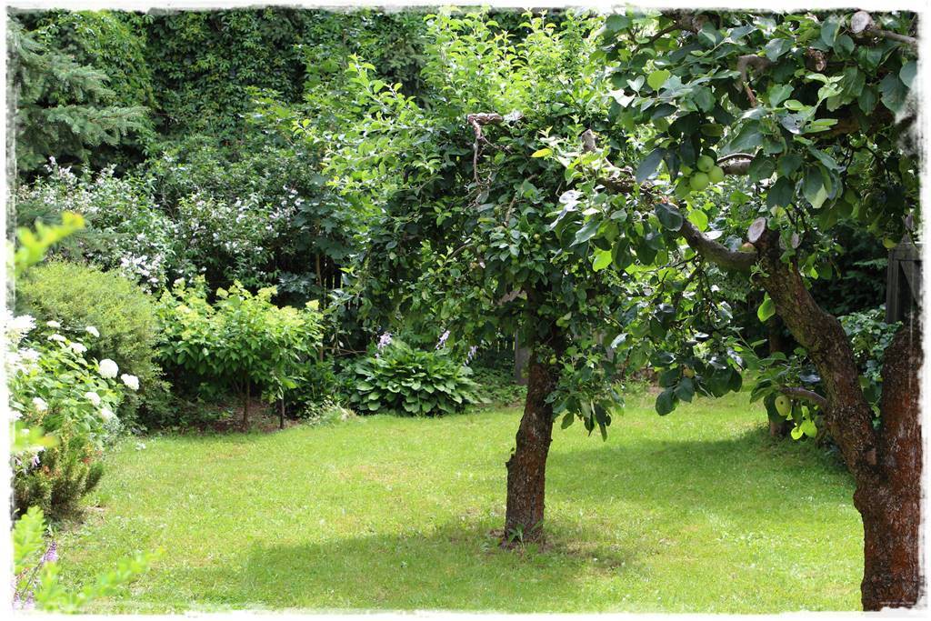 Drzewa owocowe w ogrodzie aranżacje 3